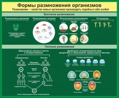 Стенд "Формы размножения организмов" - fgospostavki.ru - Ногинск