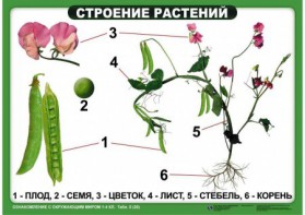 Комплект таблиц "Ознакомление с окружающим миром 1-4 класс" - fgospostavki.ru - Ногинск