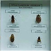 Коллекция энтомологическая "Представители отряда насекомых" - fgospostavki.ru - Ногинск