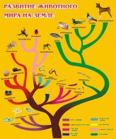 Стенд "Развитие животного мира на земле" - fgospostavki.ru - Ногинск